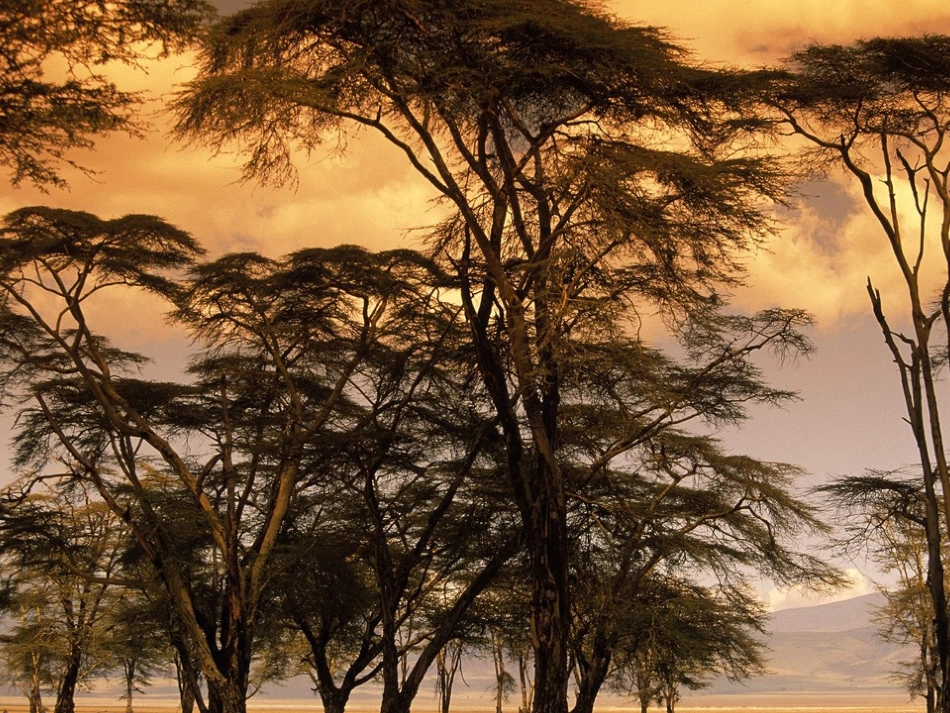 《小树死因调查报告》t_第3页