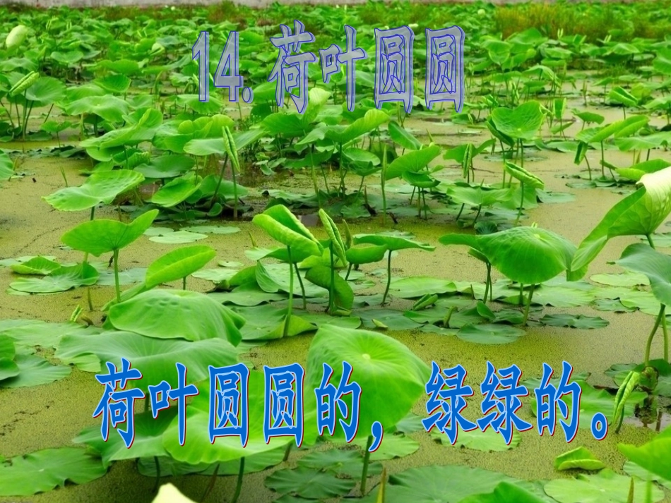 荷叶圆圆PPT课件_第2页