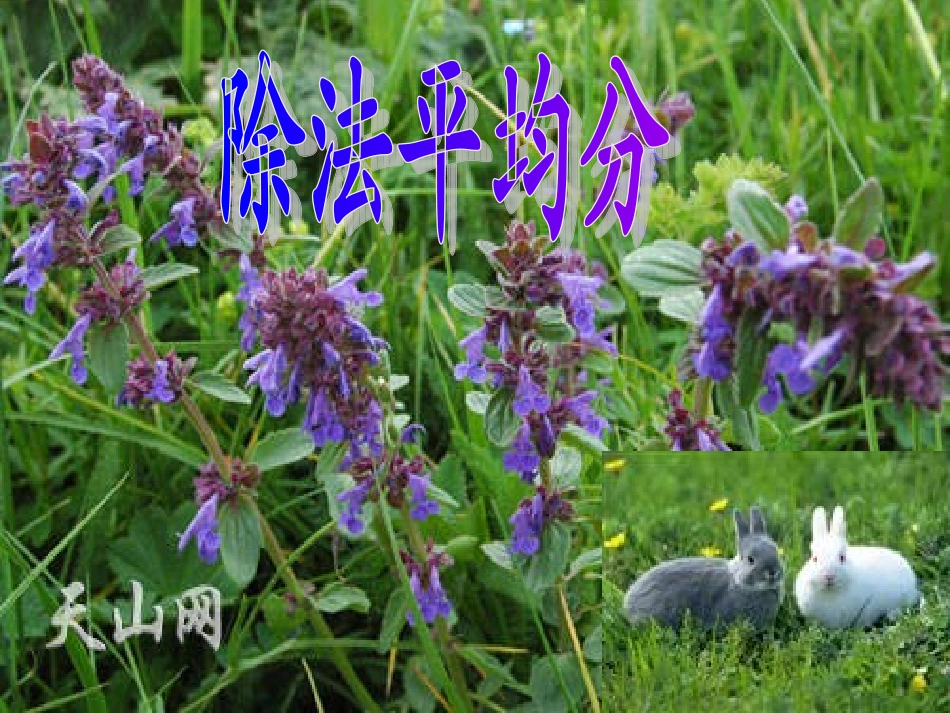 人教版二年级数学下册《表内除法平均分》PPT课件_第1页