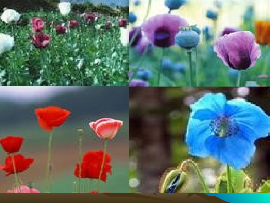 课件鸦片战争_第1页