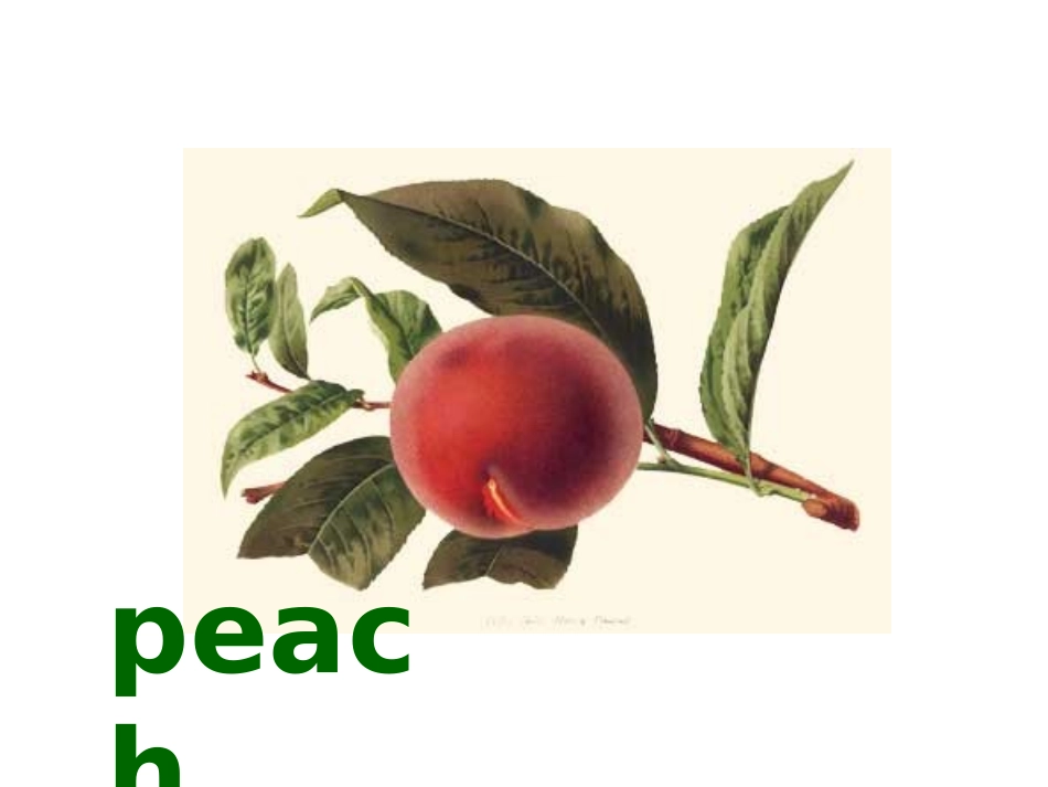 英语单词-水果_小学英语教学课件_第3页