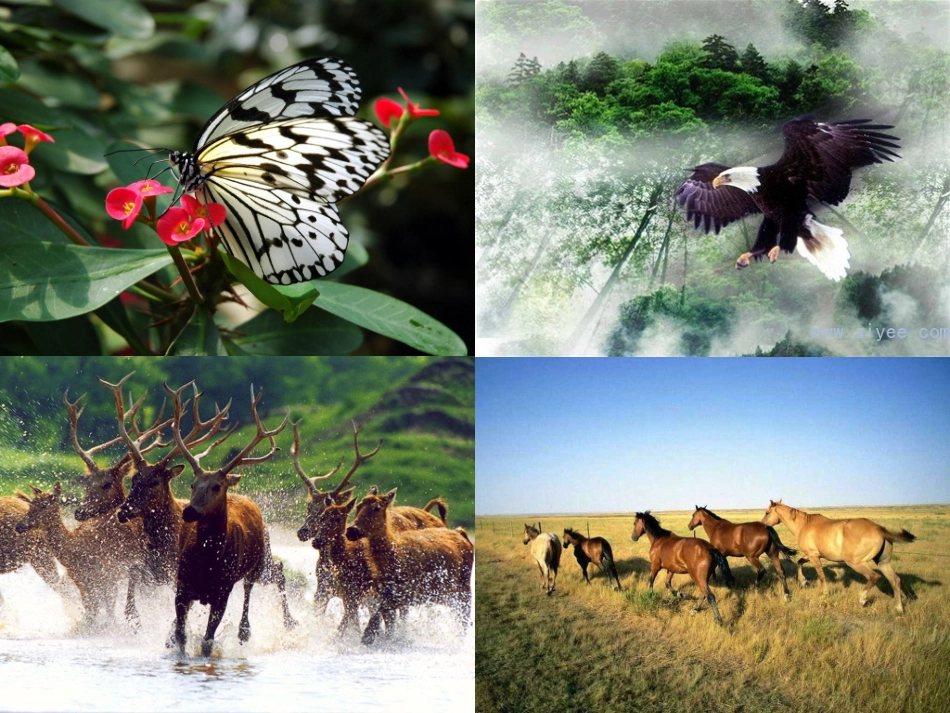 《这片土地是神圣的》教学课件_第3页