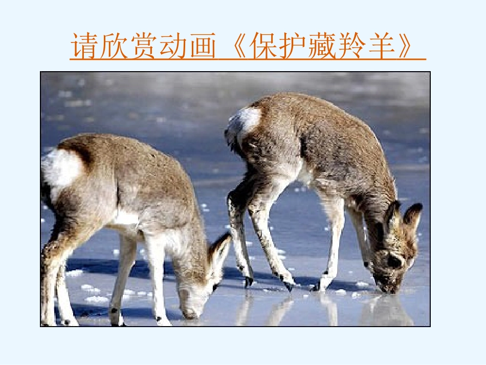 关爱大自然从我做起教学课件【2011430】_第2页