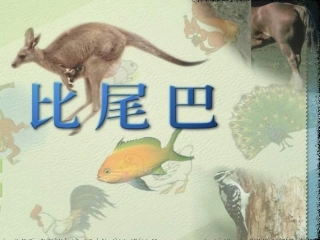 小学一年级上册语文第十课比尾巴PPT课件2