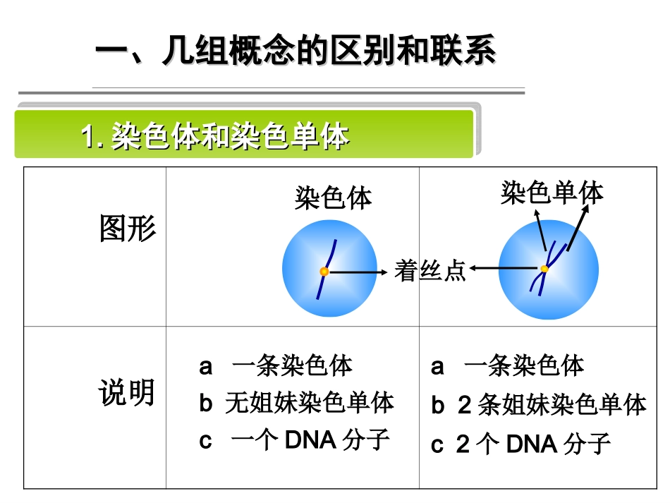 减数分裂习题课_第3页