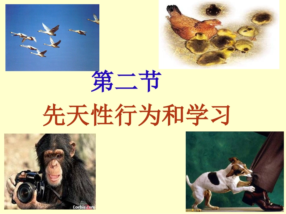 动物的先天性行为和学习行为_第1页