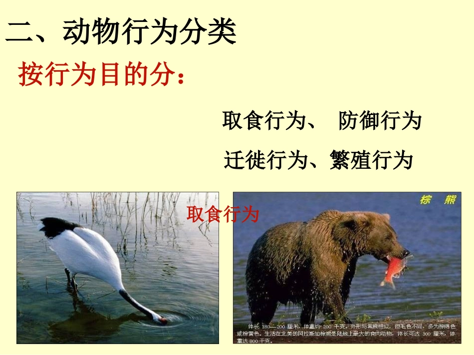 动物的先天性行为和学习行为_第3页