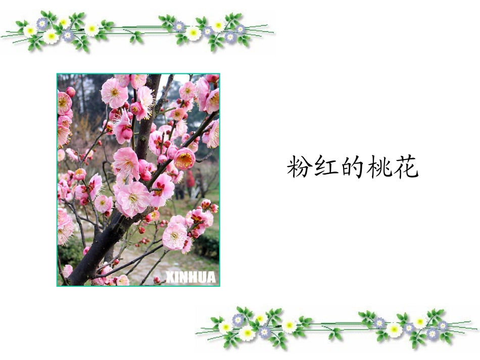 《植物妈妈有办法》教学课件[1]_第2页