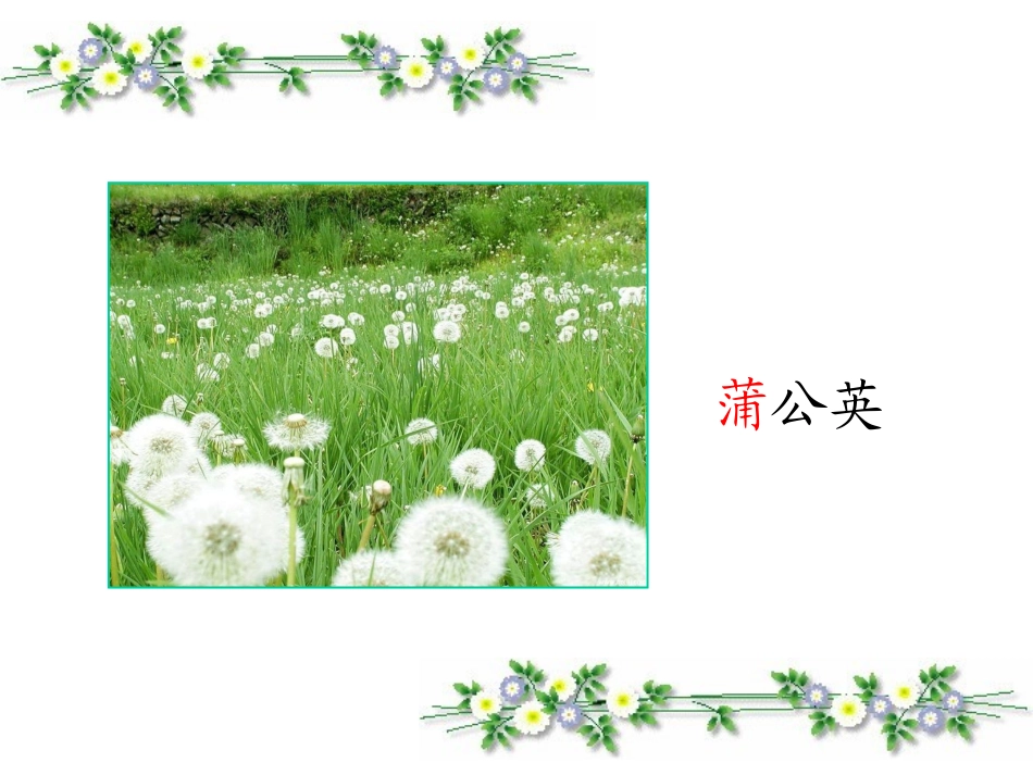 《植物妈妈有办法》教学课件[1]_第3页