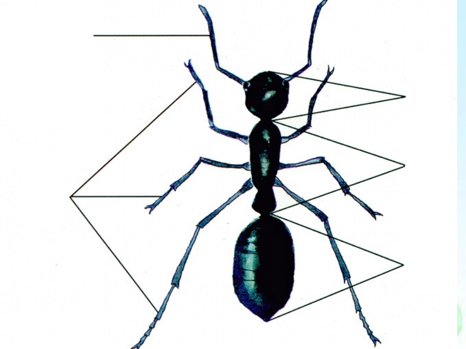 四年级上册科学第四单元身体的结构_第3页
