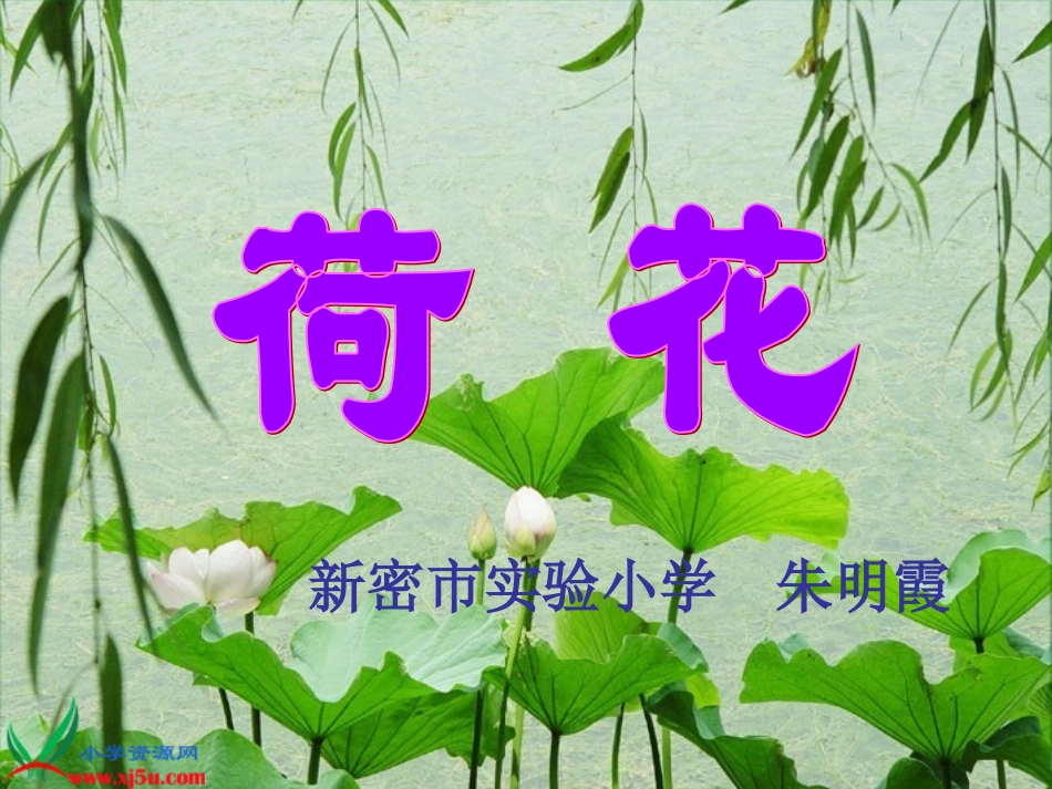 荷花第二课时课件_第1页