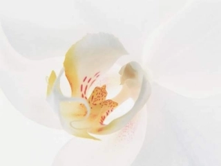 小壁虎借尾巴 (2)