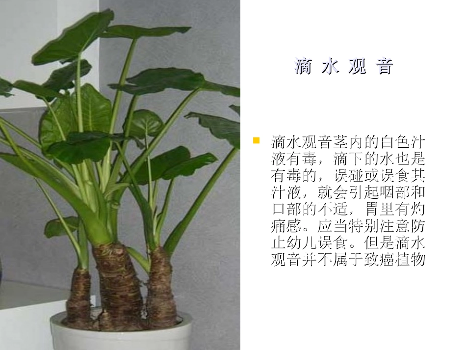 养花趣事_作文课件_第3页