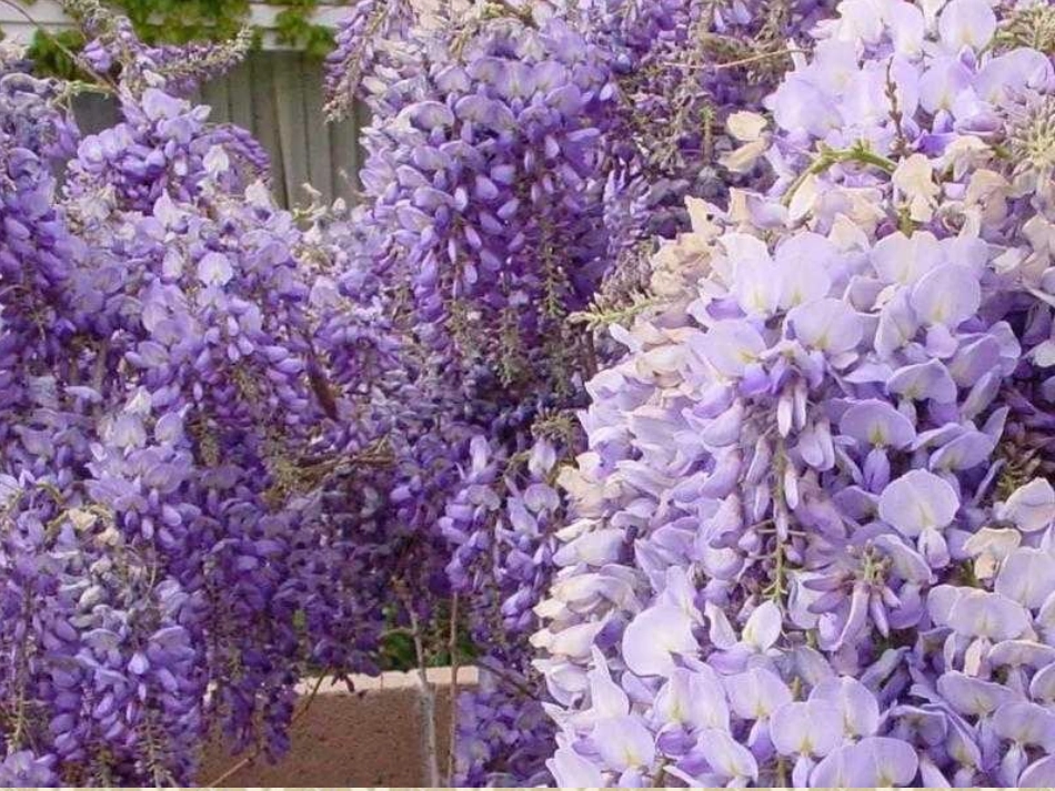 紫藤萝瀑布课件_第3页