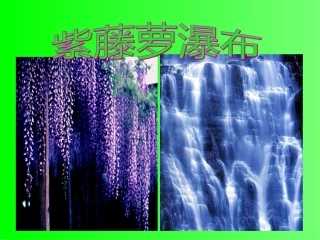 紫藤萝瀑布课件