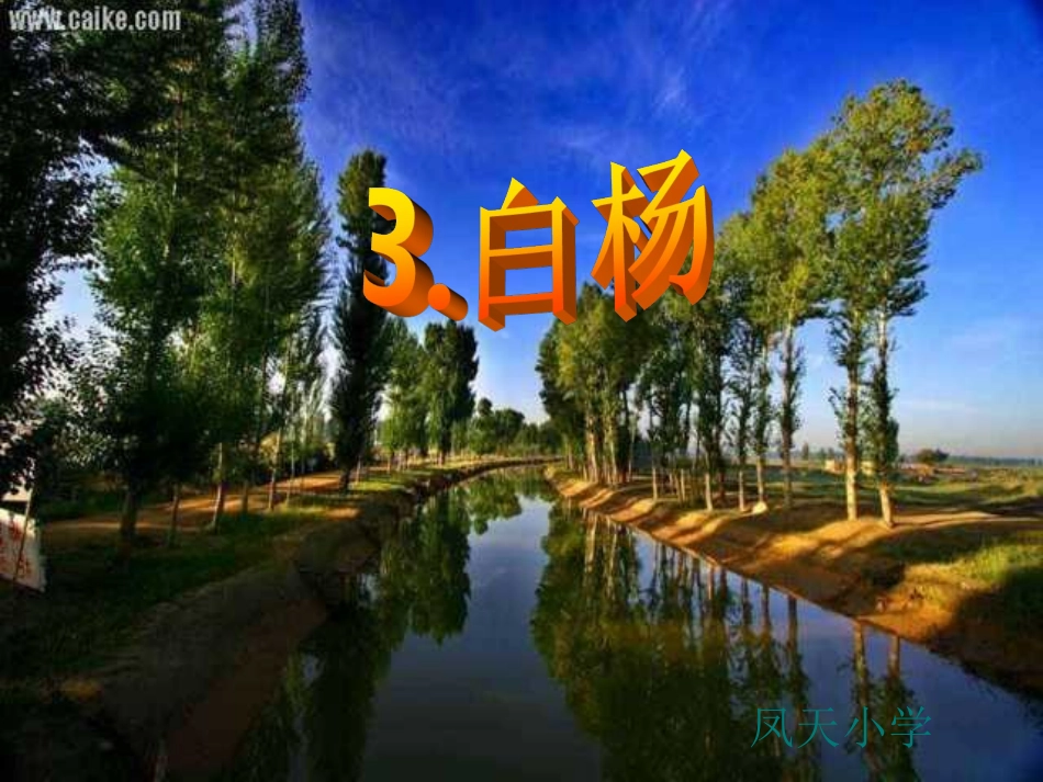 《白杨》课件PPT_第1页