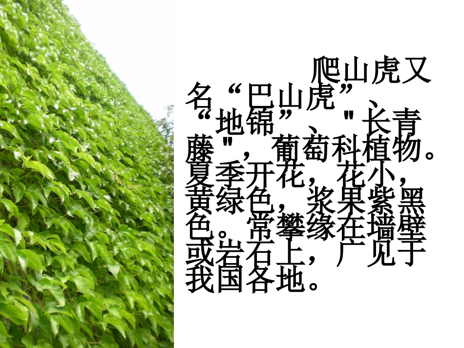 《爬山虎的脚》课件 (5)_第3页