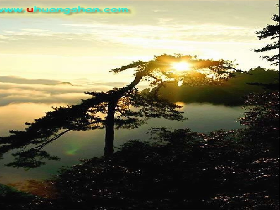 黄山奇松课件_第3页