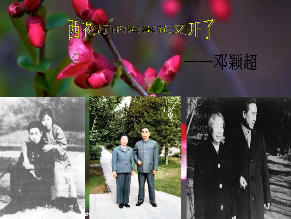 西花厅的海棠花又开了_第3页