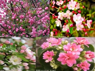 西花厅的海棠花又开了