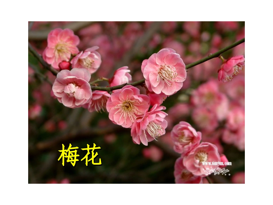 《花儿为什么这样红》_第1页