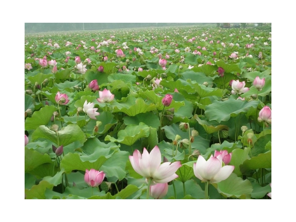 《花儿为什么这样红》_第2页
