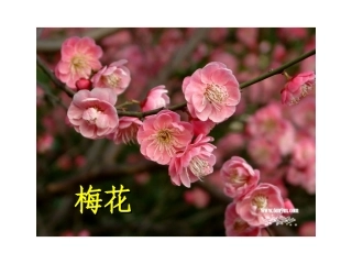 《花儿为什么这样红》