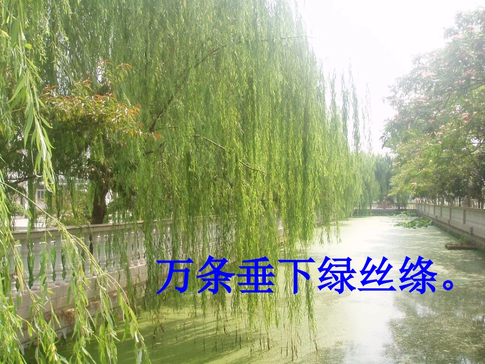 咏柳课件 (2)_第3页