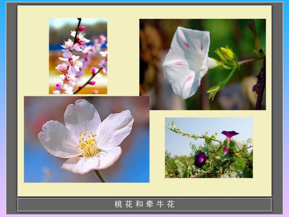 四年级科学下册《各种各样的花》PPT课件之二（教科版）_第3页