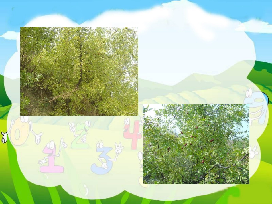 （语文A版）三年级语文上册课件我爱故乡的酸枣树1_第2页