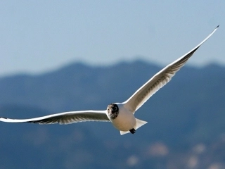 老人与海鸥定稿