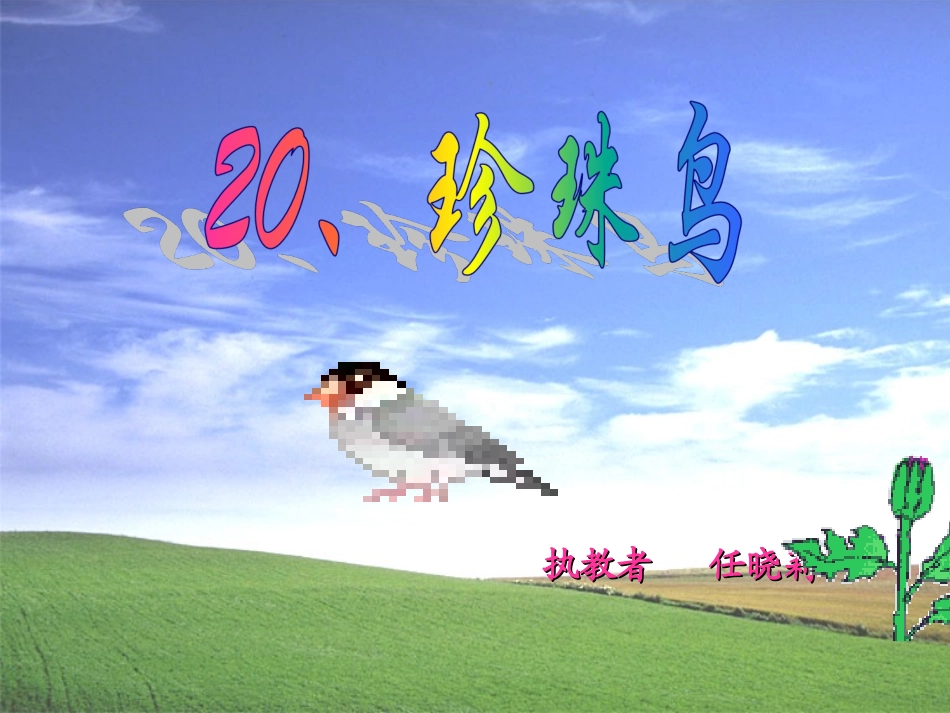 《珍珠鸟》课件_第1页