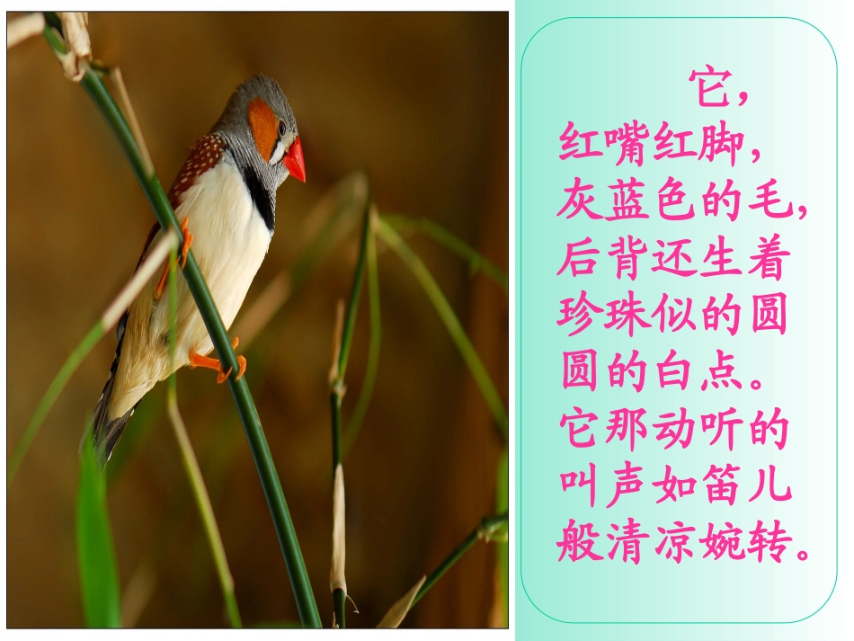 《珍珠鸟》课件_第2页