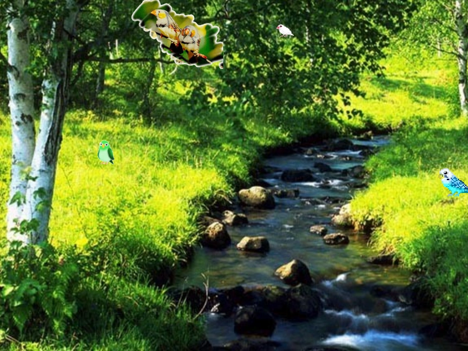 《珍珠鸟》课件_第3页