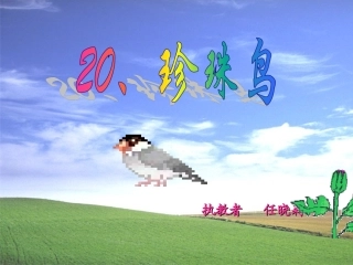 《珍珠鸟》课件