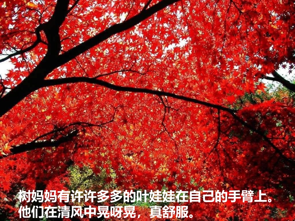 语言：树妈妈的信_第2页