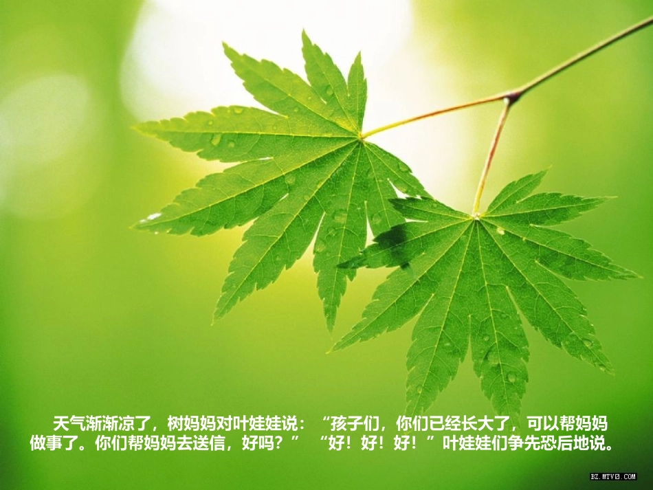 语言：树妈妈的信_第3页