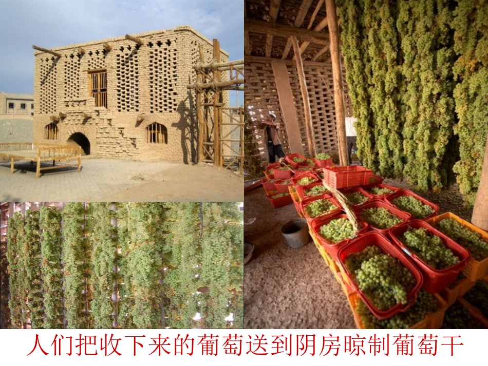 葡萄沟课件(公开课)_第3页