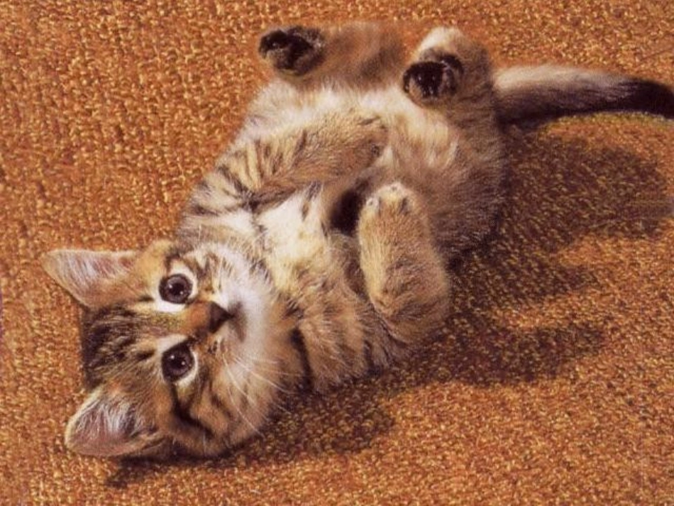 (人教版)四年级语文课件_猫教用_第3页