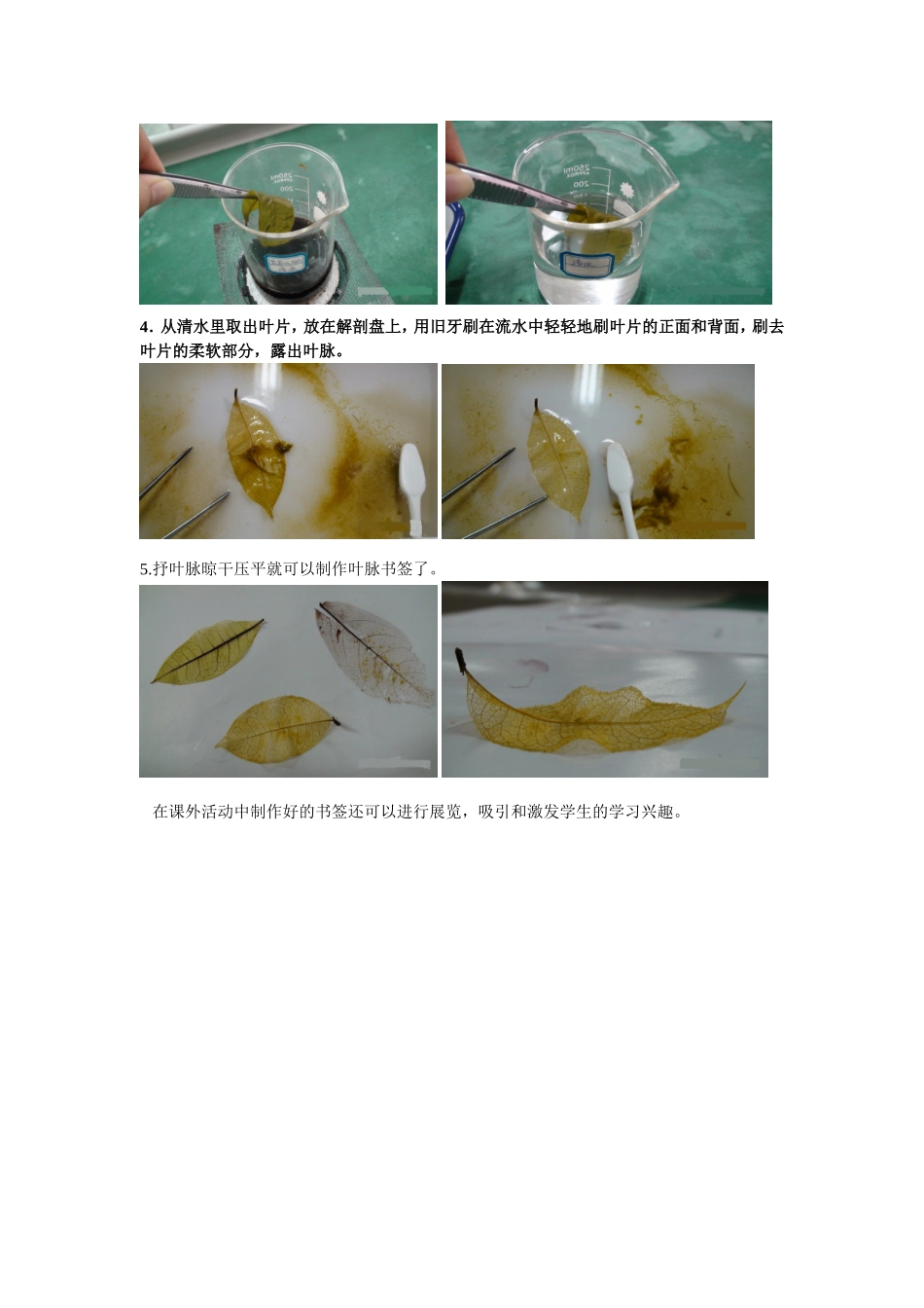 叶脉书签的制作_第2页