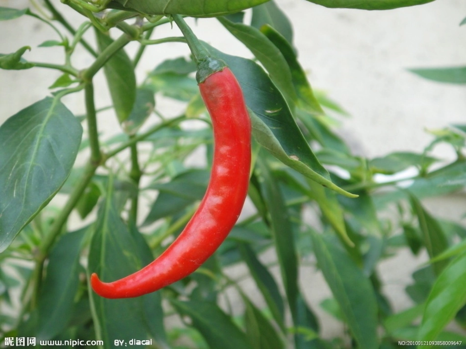 《菜园里》PPT_第3页