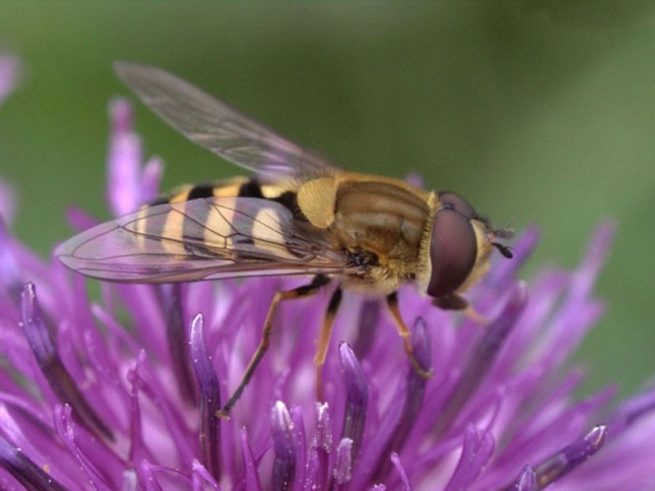 装满昆虫的衣袋__课件_第2页