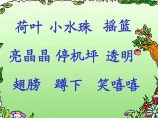 荷叶圆圆课件13