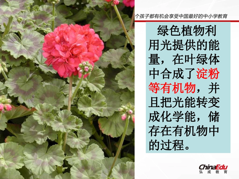 人教新课标版初中七上第五章绿色植物与生物圈中的碳氧平衡课件3_第2页