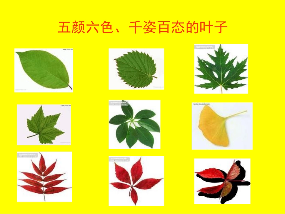 树叶粘贴画课件[1]_第3页