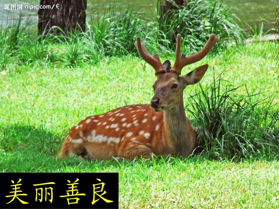 《鹿和狼的故事》课件 (2)_第2页