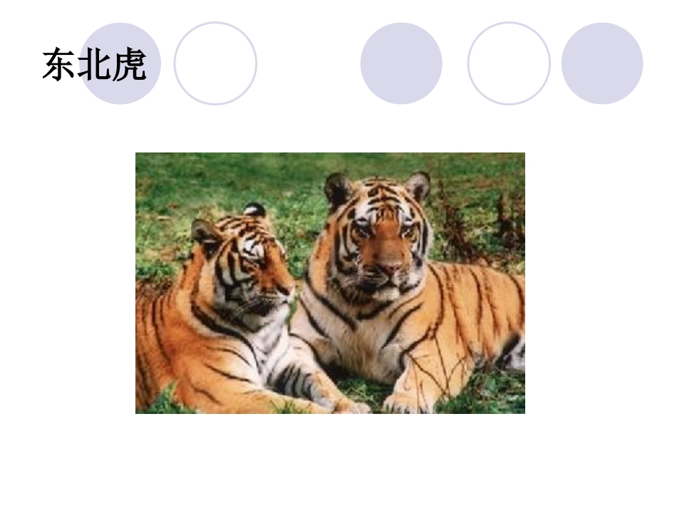 冀教版七年级上册《我国珍稀动物》_第3页