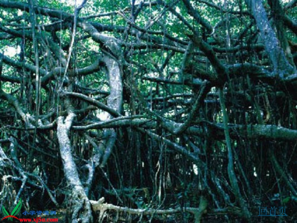 长春版语文五年级下册《鸟的天堂》课件_第3页