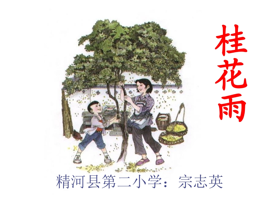桂花雨PPT课件_第1页