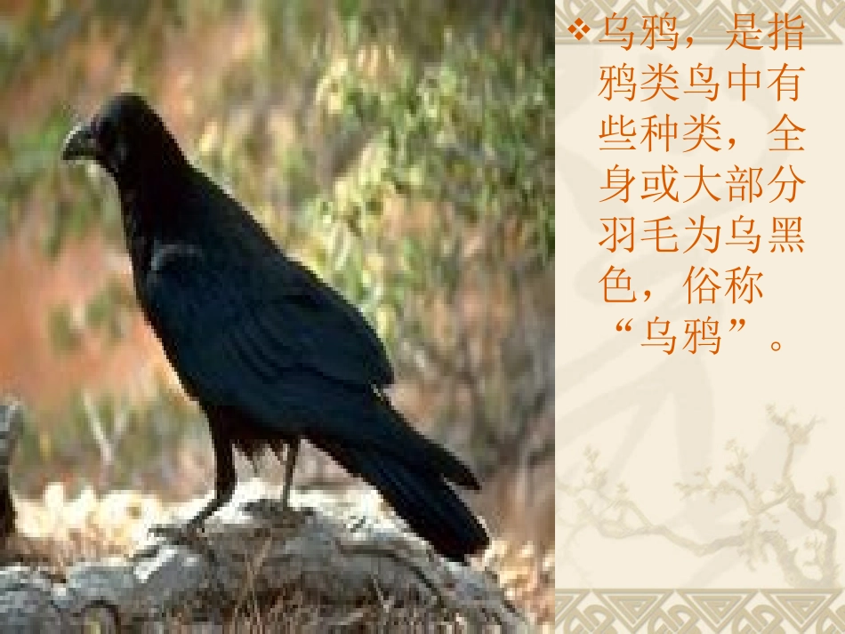 长春版二年级语文上册《乌鸦和狐狸》_第3页